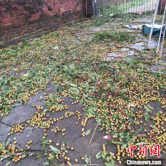 耀世娱乐登录：台风“泰利”离去 广东茂名复产忙